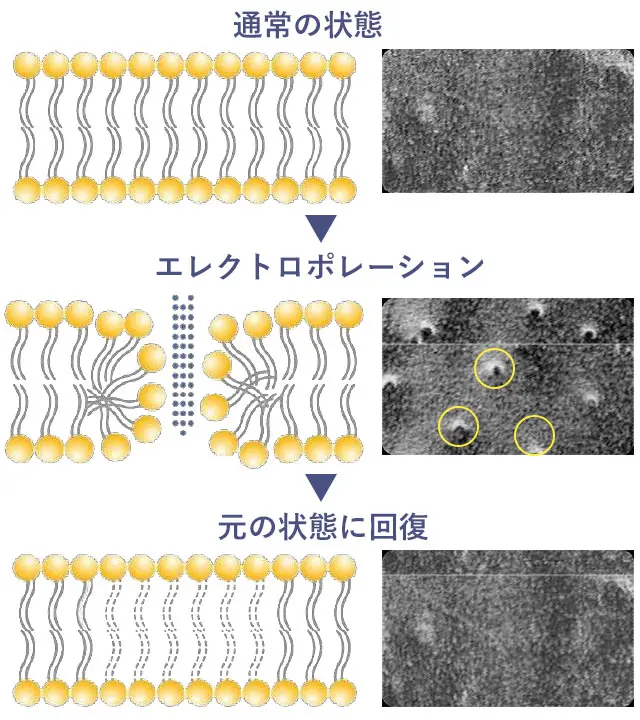 エレクトロポレースの様子