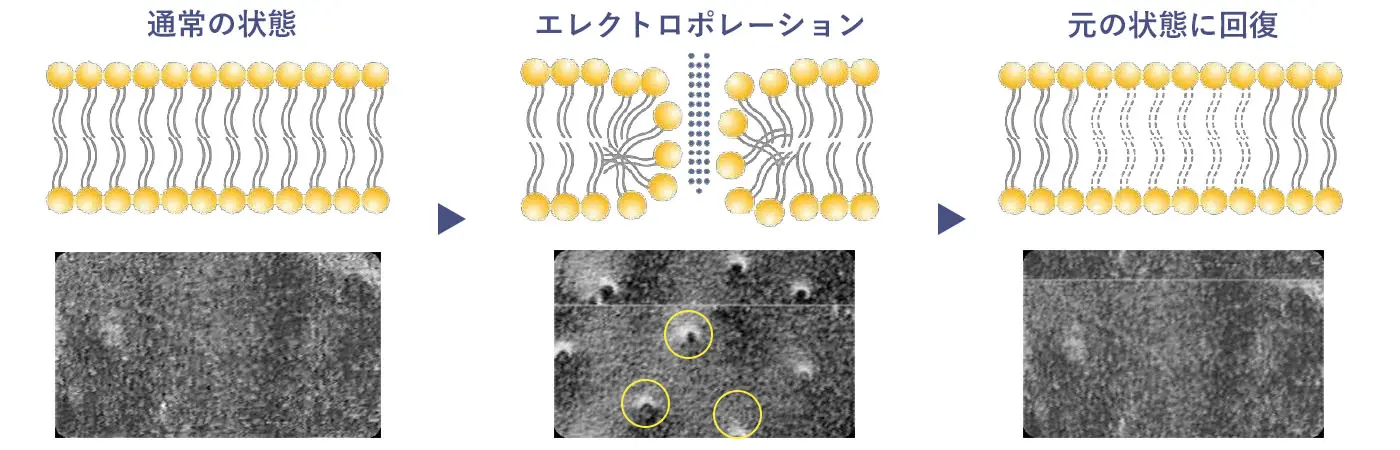 エレクトロポレースの様子