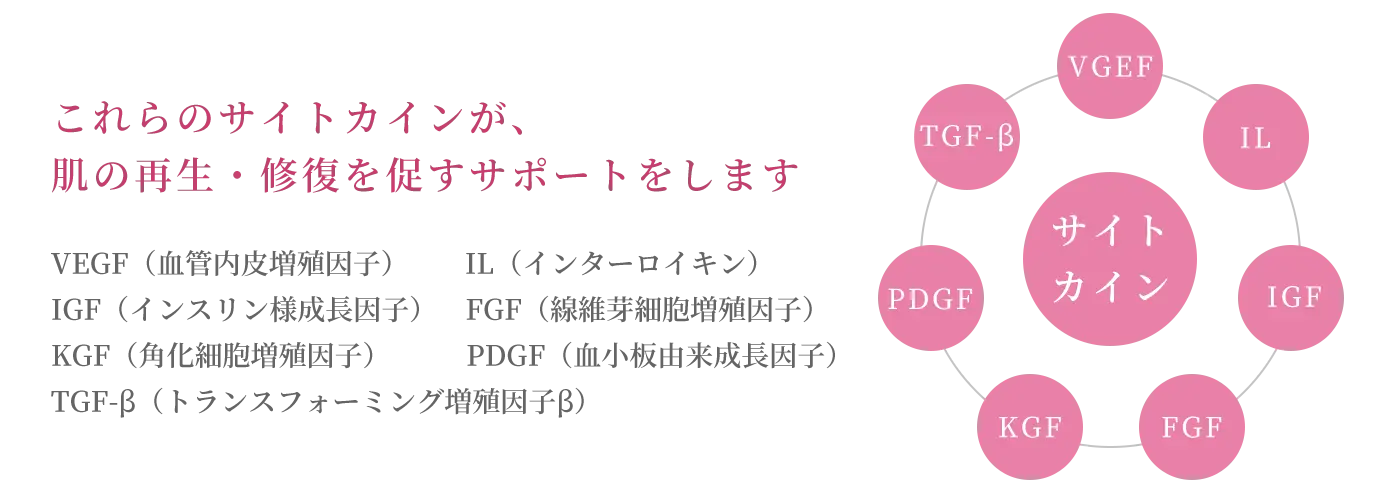 主要なサイトカイン