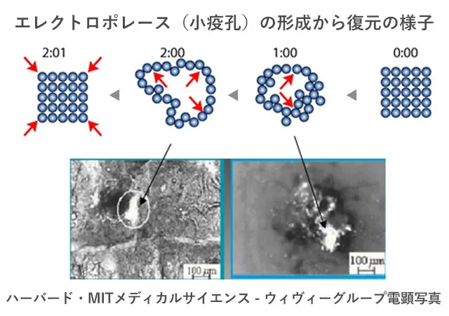エレクトロポレースの様子